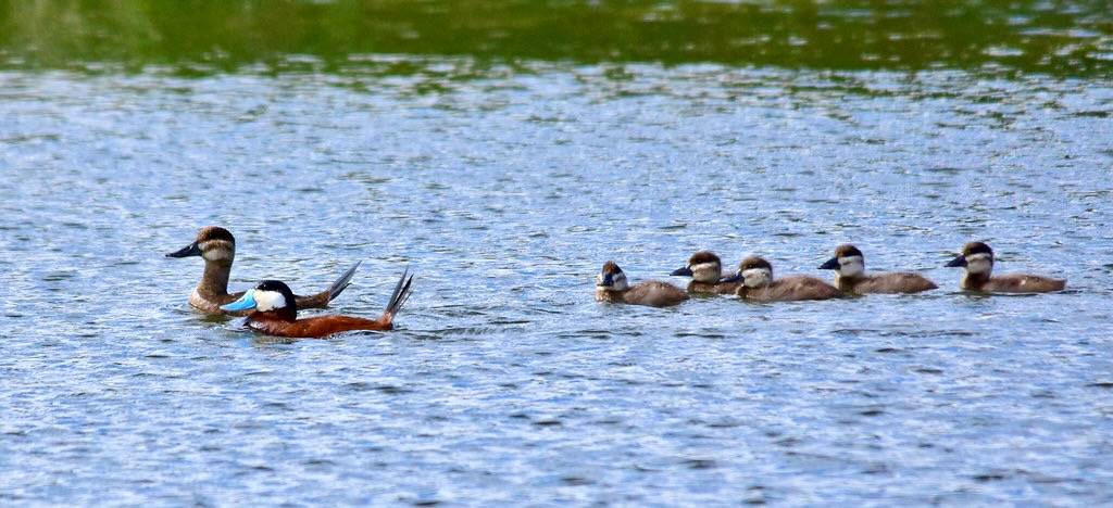 Ruddy duck at Seedskadee National Wildlife Refuge by Tom Koerner/USFWS Mountain Prairie is licensed under CC BY 2.0.